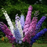 Delphinium: štetočine i bolesti